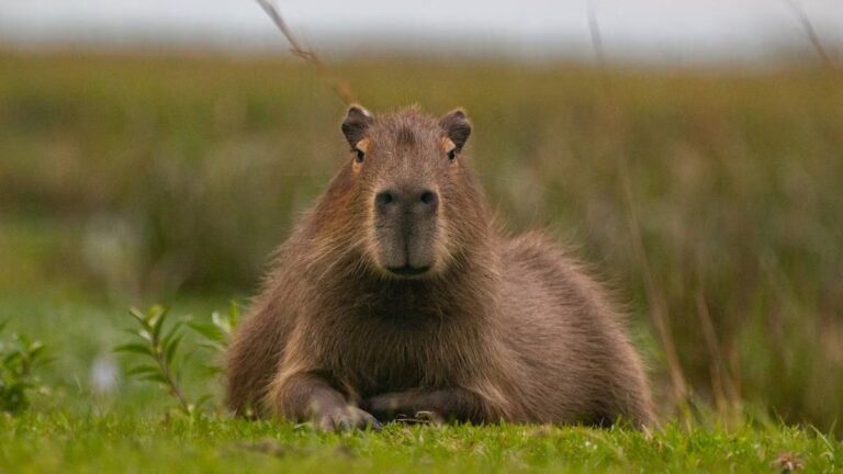 Cómo se vería un carpincho si fuera un jugador de la selección, según la Inteligencia Artificial