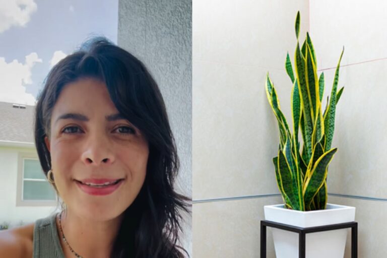 Una experta en decoración explicó por qué es importante tener una lengua de suegra en casa