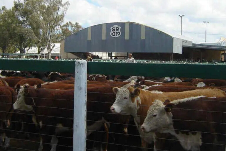 Los precios de la hacienda en Córdoba: subió el ternero y cayó el valor del novillo