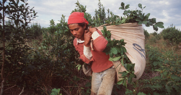 Producir un kilo de yerba mate cuesta 534 pesos, pero los productores solo reciben 280 pesos