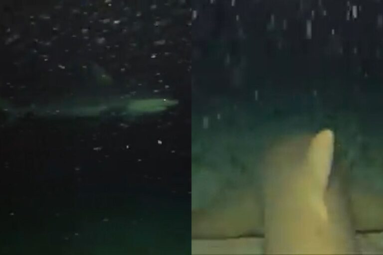 Dejó caer su GoPro al medio del océano y lo que revelaron las imágenes lo dejó aterrado